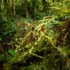 Katydid in Peru.