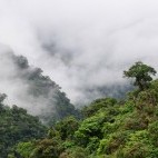 Rainforest canopy in Peru.