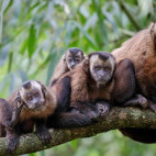 Brown-tufted capuchin in Peru.