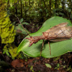 Dobsonfly in Peru.