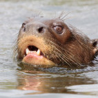 Giant river otter in Peru.