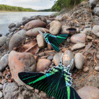 Green-banded urania in Peru.