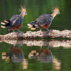 Hoatzin in Peru.
