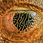 Map tree frog in Peru.