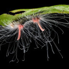 Moth caterpillar in Peru.