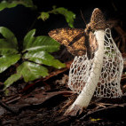 Moth feeding on bridal veil stinkhorn in Peru.