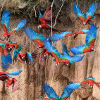 Red-and-green macaws in Peru.
