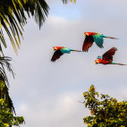 Red-and-green macaws in Peru.
