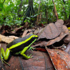 Three-striped poison frog in Peru.