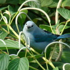 Blue-grey tanager in Poas, Costa Rica