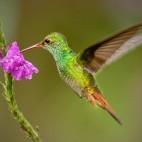 Rufous-tailed hummingbird