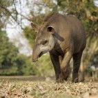 Brazilian tapir