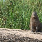 Capybara in the Pantanal, Brazil.