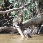 Giant river otter in the Pantanal, Brazil.