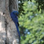 Hyacinth macaw in the Pantanal, Brazil.