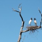 Jabiru stork nest in the Pantanal, Brazil.
