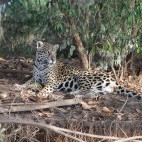 Jaguar in the Pantanal, Brazil.