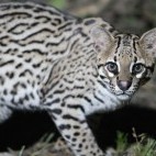 Ocelot in the Pantanal, Brazil.