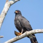 Snail kite in the Pantanal, Brazil.