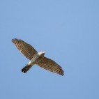 Levant sparrowhawk