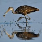 Limpkin
