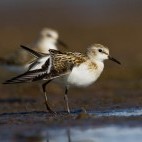 Little stint