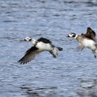 Long-tailed duck