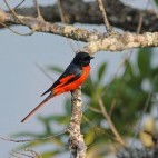 Long-tailed minivet
