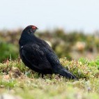 Caucasian grouse