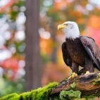 Bald eagle in Alaska