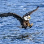Bald eagle swooping in for a fish, Alaska.