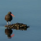 A black oystercatcher in Alaska.