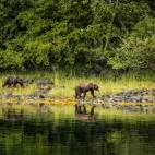 Brown bears by the shoreline, in Alaska.