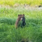 Coastal brown bear in Alaska