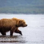 Coastal brown bear in Alaska