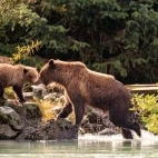 Coastal brown bear mother & cub in Alaska