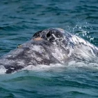 Grey whale in Alaska
