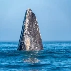 Grey whale in Alaska