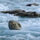 Harbour seals on icebergs, in Alaska.