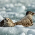 Two harbour seals in Alaska.