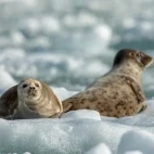Harbour seals in South Sawyer, Alaska.
