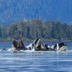 Humpback whales bubble-net feeding in Alaska.