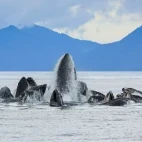 Humpback's bubble-net feeding in Alaska.