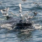 Humpback whale in Alaska