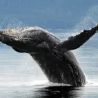 A humpback whale breaching in Alaska.