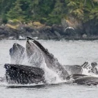 Humpback whales bubblenet feeding in Alaska
