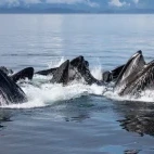 Humpback whales bubblenet feeding in Alaska