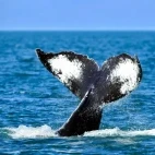 A humpback whale tail fluke in Alaska.