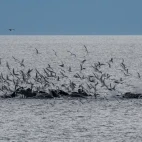 Humpback whales bubblenet feeding in Alaska