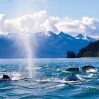 Humpback whales playing, in Alaska.
